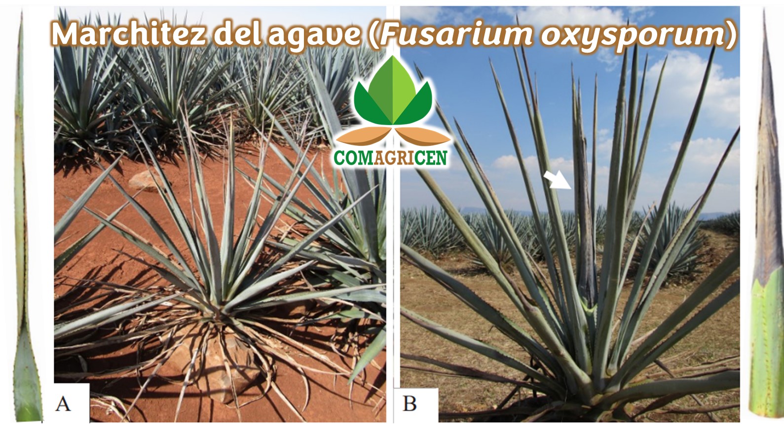 Marchitez del agave (Fusarium oxysporum)